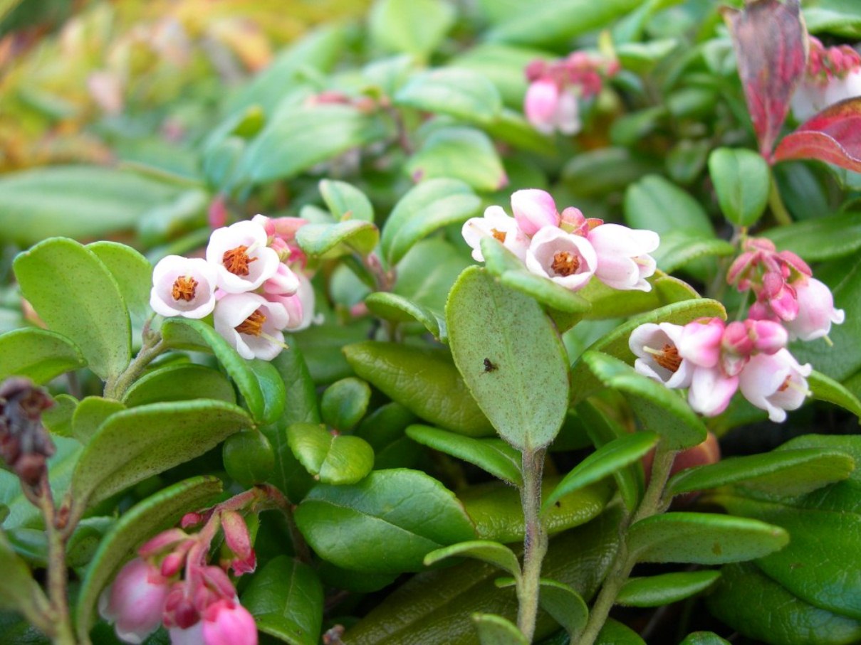 Image of Vaccinium vitis-idaea specimen.