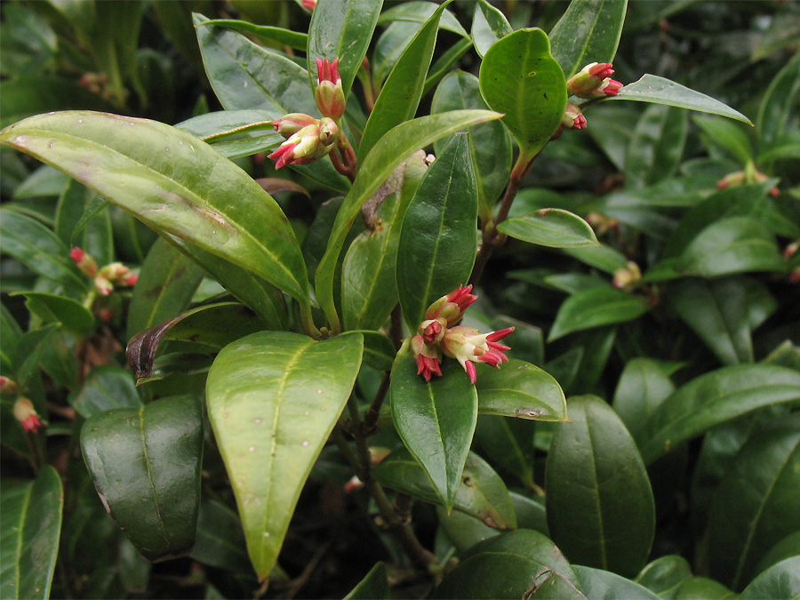 Image of Sarcococca hookeriana var. digyna specimen.