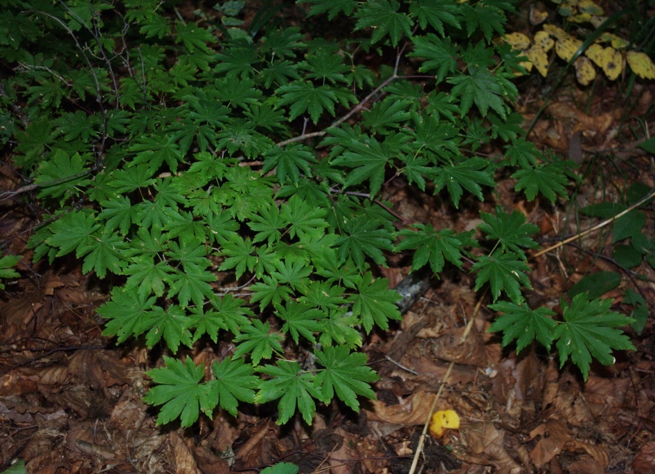 Image of Acer pseudosieboldianum specimen.
