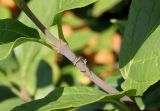 genus Calycanthus