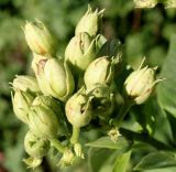 Nicotiana tabacum