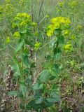 Euphorbia iberica
