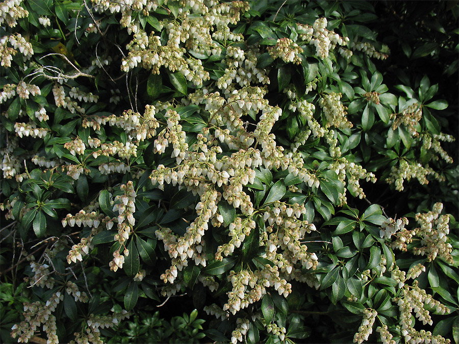 Изображение особи Pieris japonica.