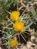 Centaurea solstitialis