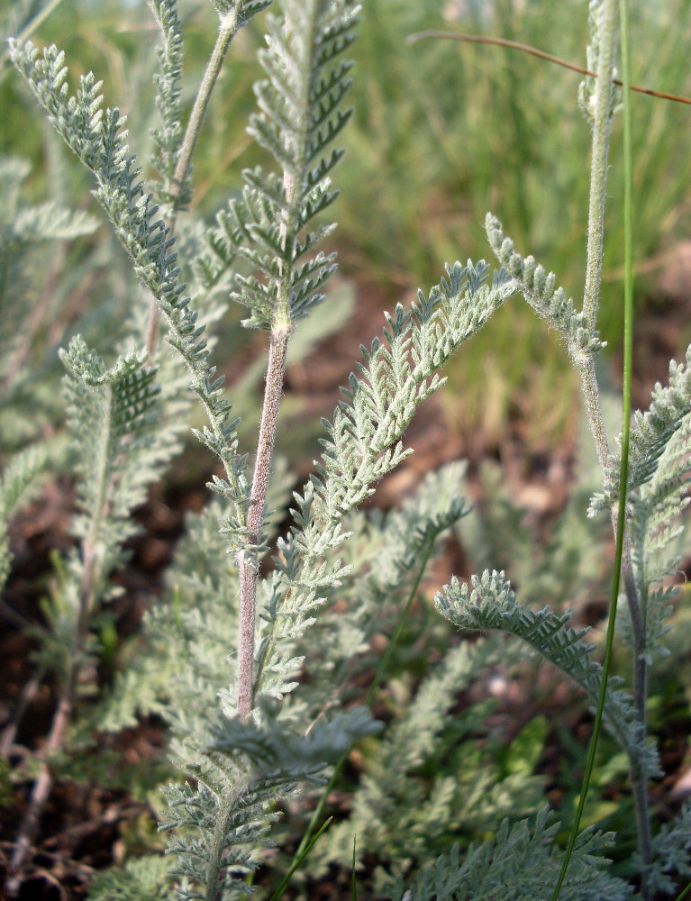 Image of Tanacetum odessanum specimen.