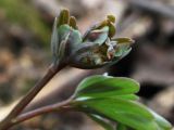 Corydalis solida
