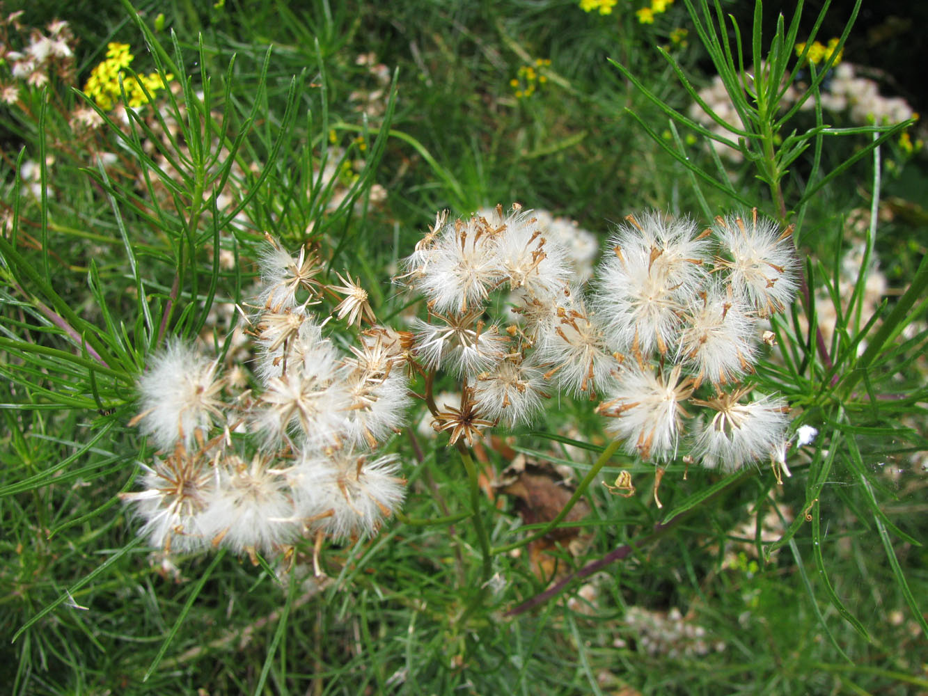 Изображение особи семейство Asteraceae.