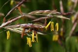 Bromopsis inermis. Колоски. Хорошо видны жёлтые пыльники и белые рыльца пестиков. Петергоф, конец июня.