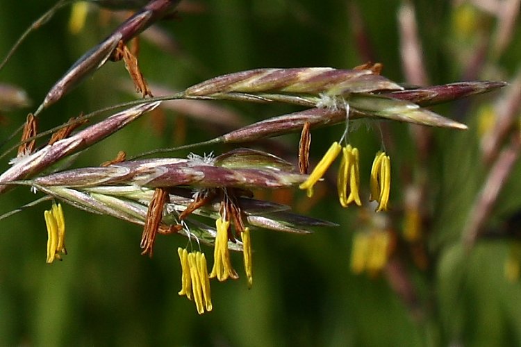 Изображение особи Bromopsis inermis.