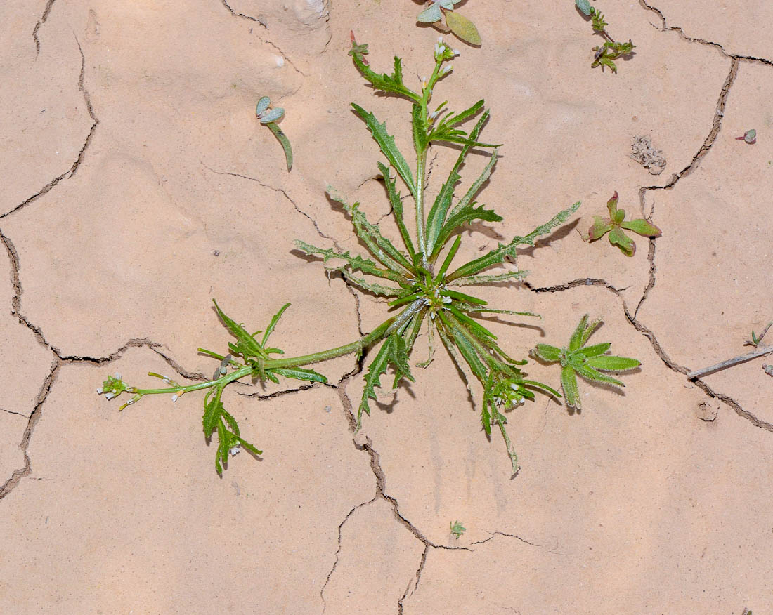 Image of Neotorularia torulosa specimen.