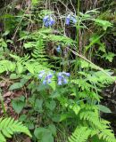 Mertensia stylosa