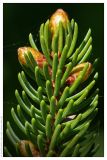 Picea glehnii. Верхушка побега. Республика Татарстан, Волжско-Камский заповедник.