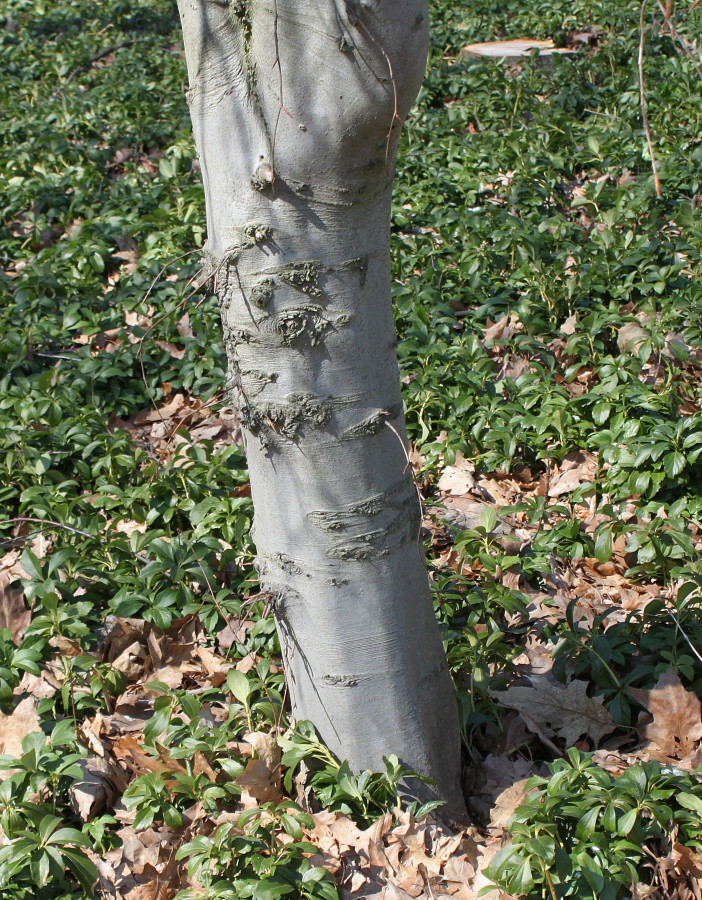 Image of Fagus sylvatica specimen.