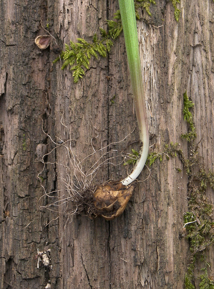 Image of Gagea lutea specimen.
