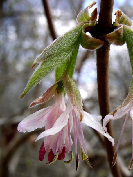 Изображение особи Lonicera praeflorens.