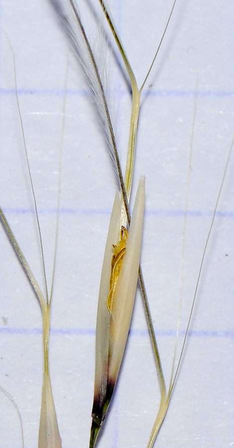 Image of Stipagrostis ciliata specimen.