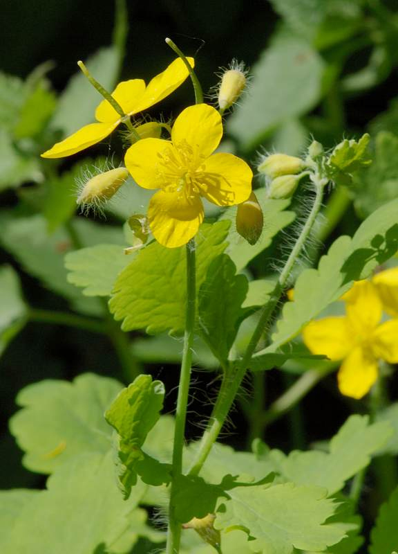 Изображение особи Chelidonium majus.