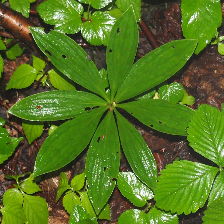 Image of Lilium martagon specimen.