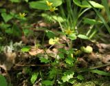 Saxifraga cymbalaria