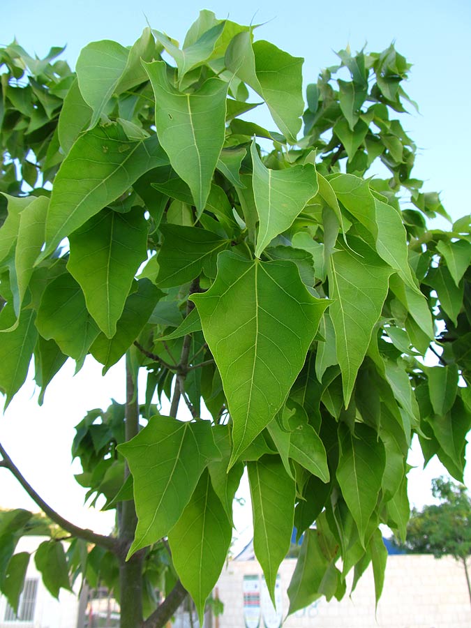 Image of Brachychiton acerifolius specimen.