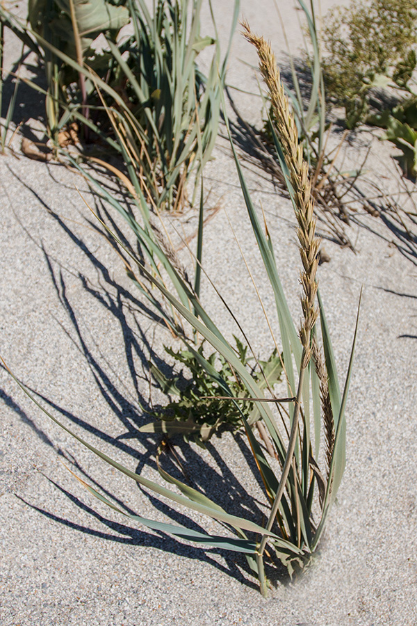 Image of Leymus racemosus ssp. sabulosus specimen.