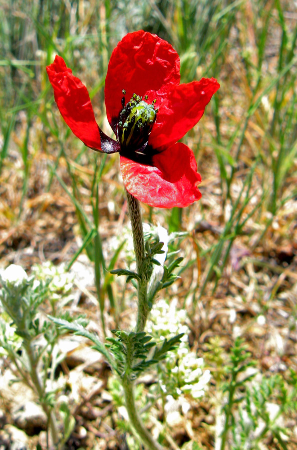 Изображение особи Papaver minus.