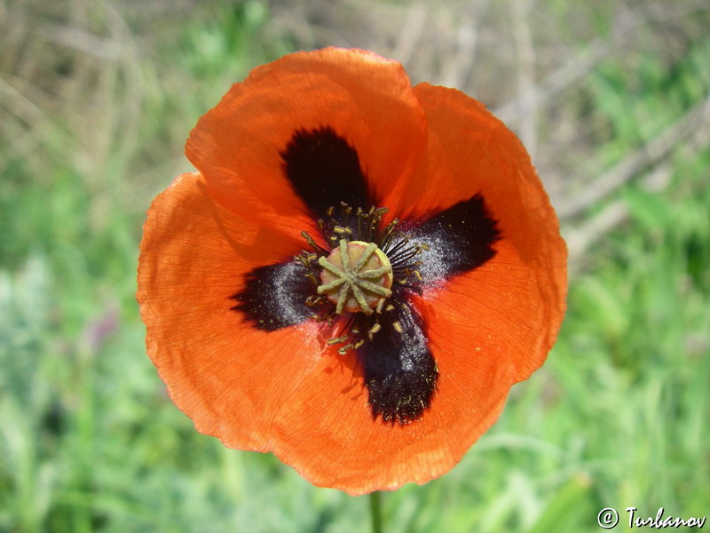 Image of Papaver stevenianum specimen.