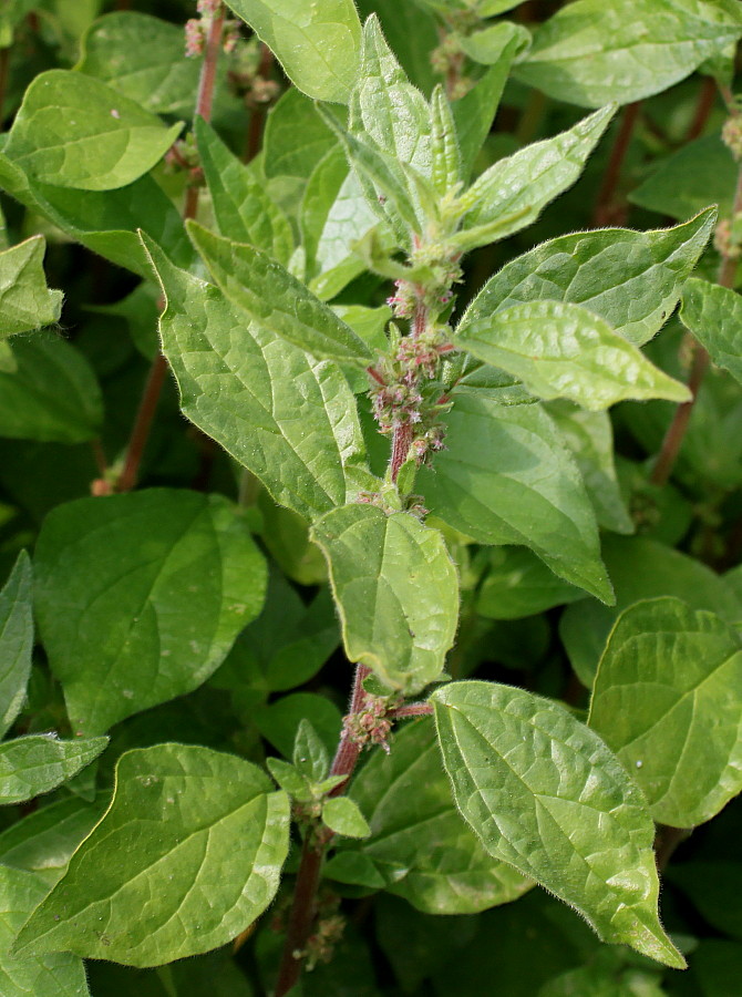 Image of Parietaria judaica specimen.