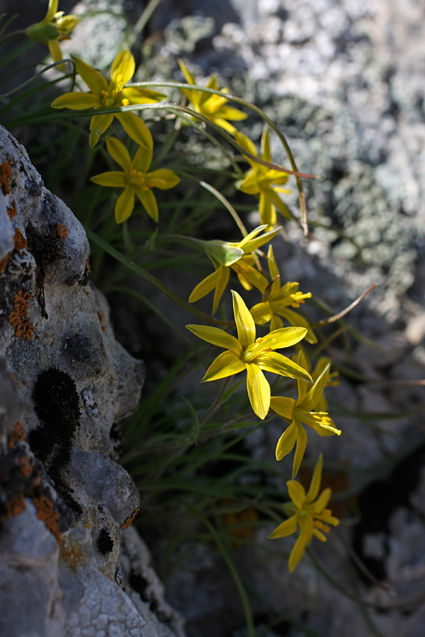 Image of genus Gagea specimen.