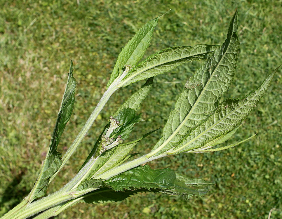 Изображение особи Vernonia arkansana.