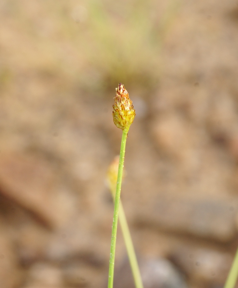 Изображение особи Eleocharis maximoviczii.