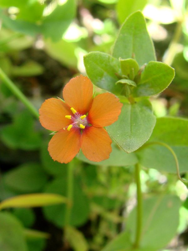 Image of Anagallis arvensis specimen.