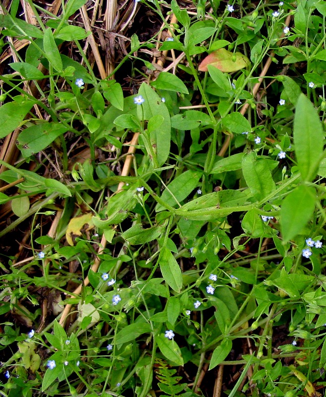 Изображение особи Myosotis sparsiflora.