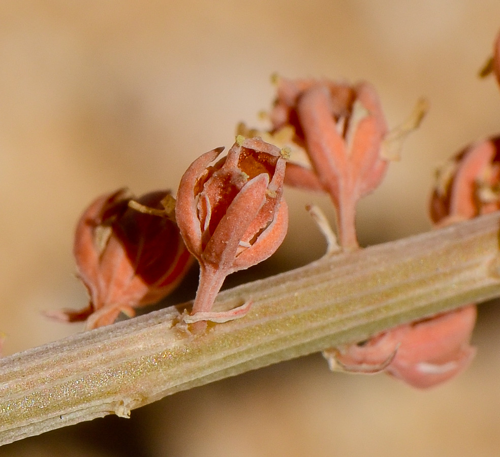 Изображение особи Reseda alba ssp. decursiva.