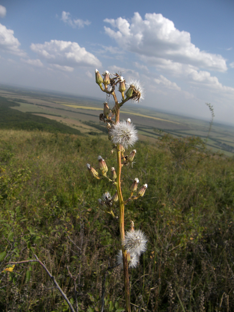 Image of Crepis pannonica specimen.