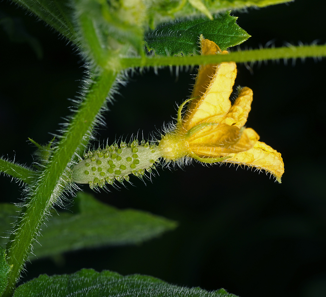 Image of Cucumis sativus specimen.