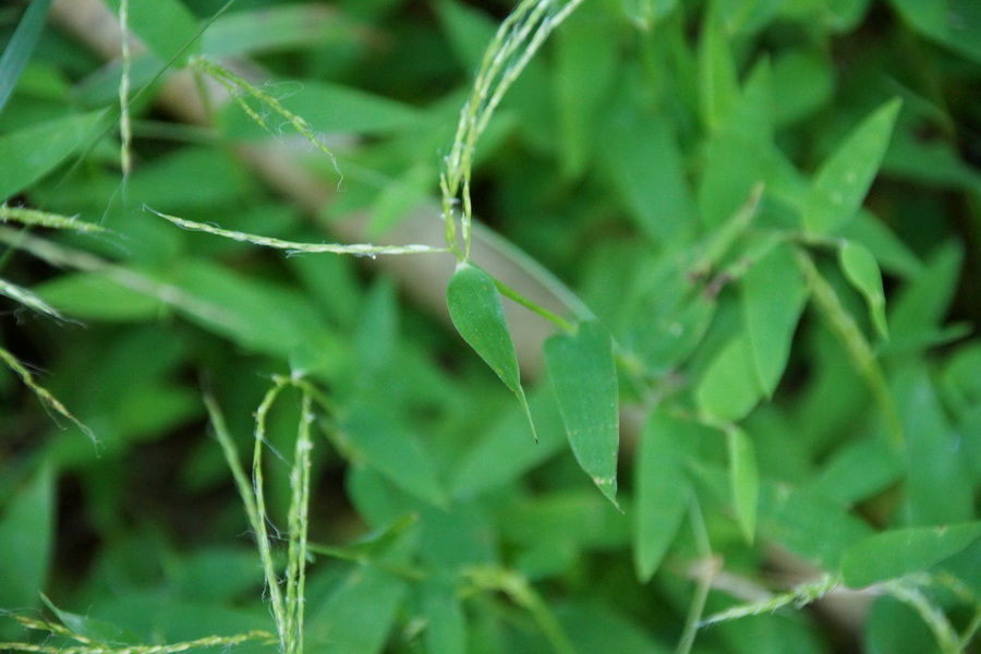 Image of Microstegium japonicum specimen.