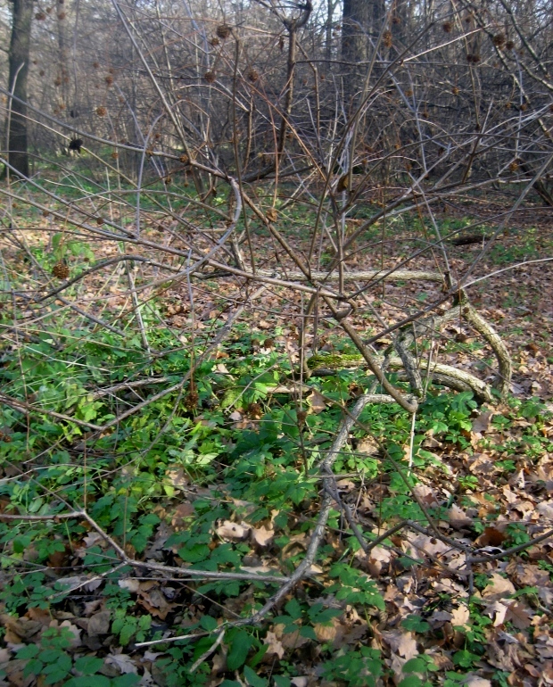 Изображение особи Cephalanthus occidentalis.