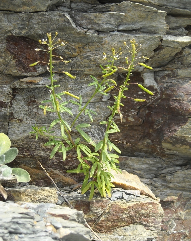 Изображение особи Cleome circassica.