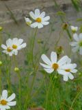 Cosmos bipinnatus