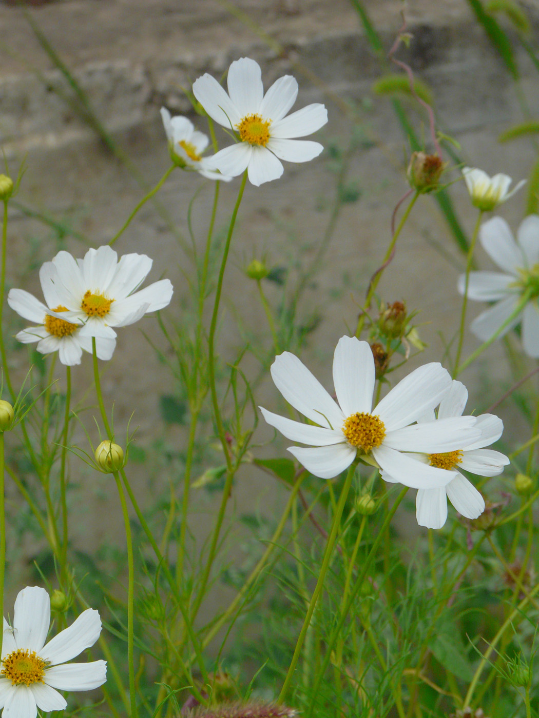 Изображение особи Cosmos bipinnatus.