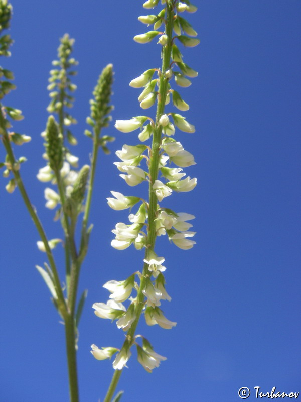 Изображение особи Melilotus albus.