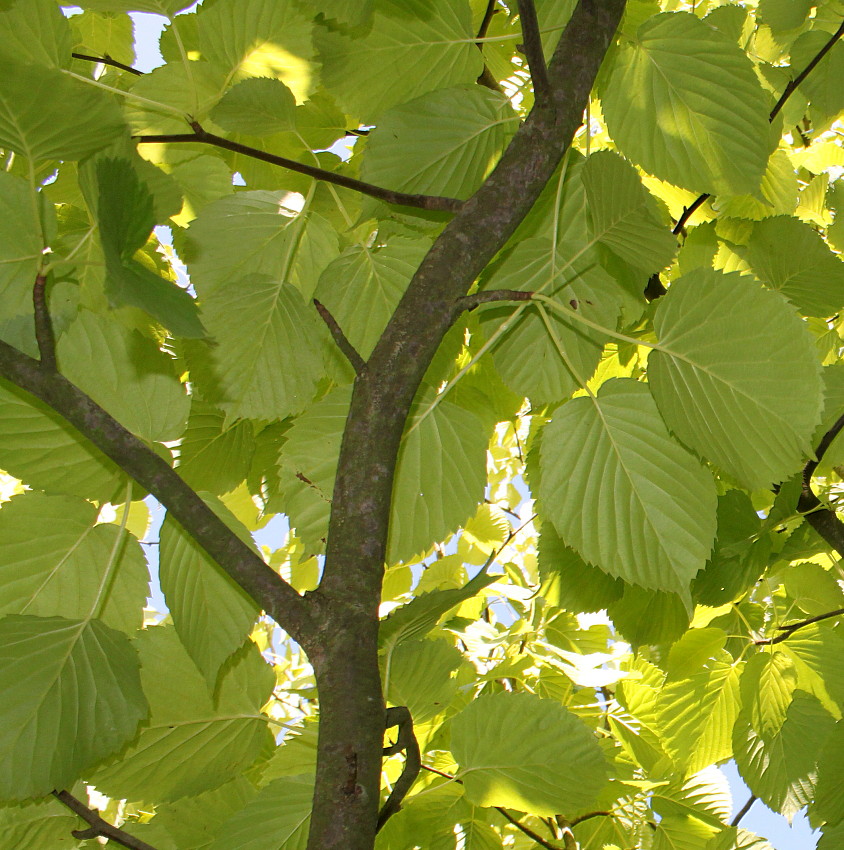 Image of Davidia involucrata var. vilmoriniana specimen.