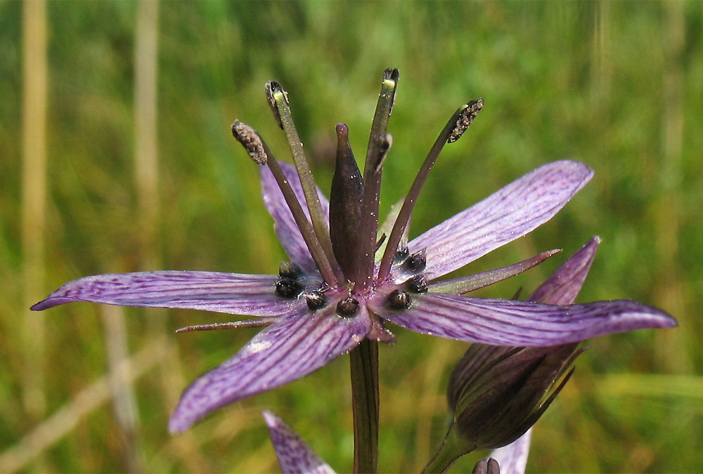 Image of Swertia perennis specimen.