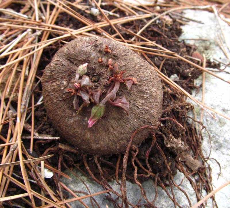 Изображение особи Cyclamen persicum.