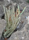 Caralluma socotrana. Плодоносящее растение. Сокотра, плато Хомхи. 29.12.2013.