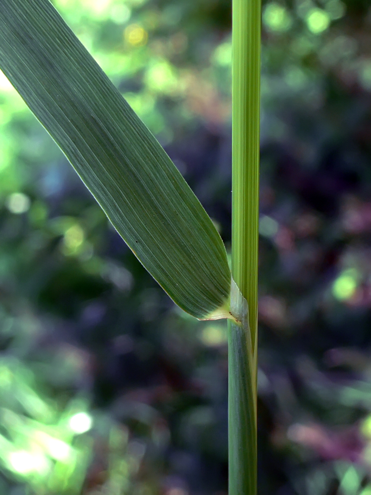 Image of Phleum pratense specimen.