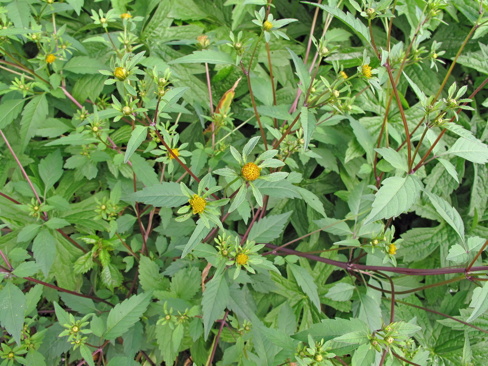 Изображение особи Bidens frondosa.