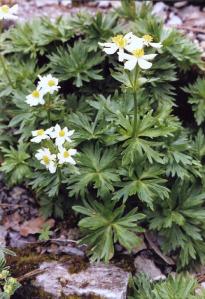 Image of Anemonastrum narcissiflorum specimen.