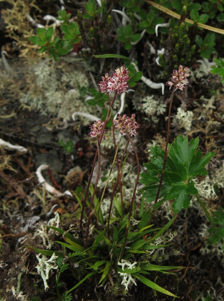 Изображение особи Tofieldia coccinea.